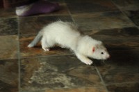 /album/silver-snowflake-of-the-vampire-castle/a026-jpg/