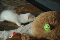 /album/silver-snowflake-of-the-vampire-castle/a027-jpg/