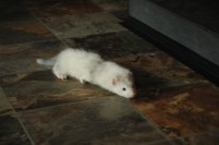 /album/silver-snowflake-of-the-vampire-castle/a028-jpg/