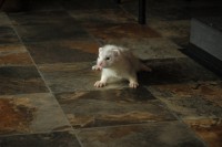 /album/silver-snowflake-of-the-vampire-castle/a029-jpg/