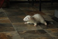 /album/silver-snowflake-of-the-vampire-castle/a030-jpg/