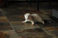 /album/silver-snowflake-of-the-vampire-castle/a031-jpg/